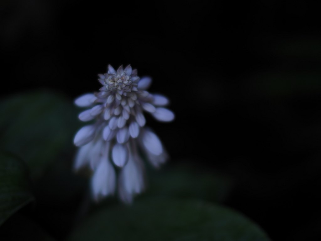 昏い花
