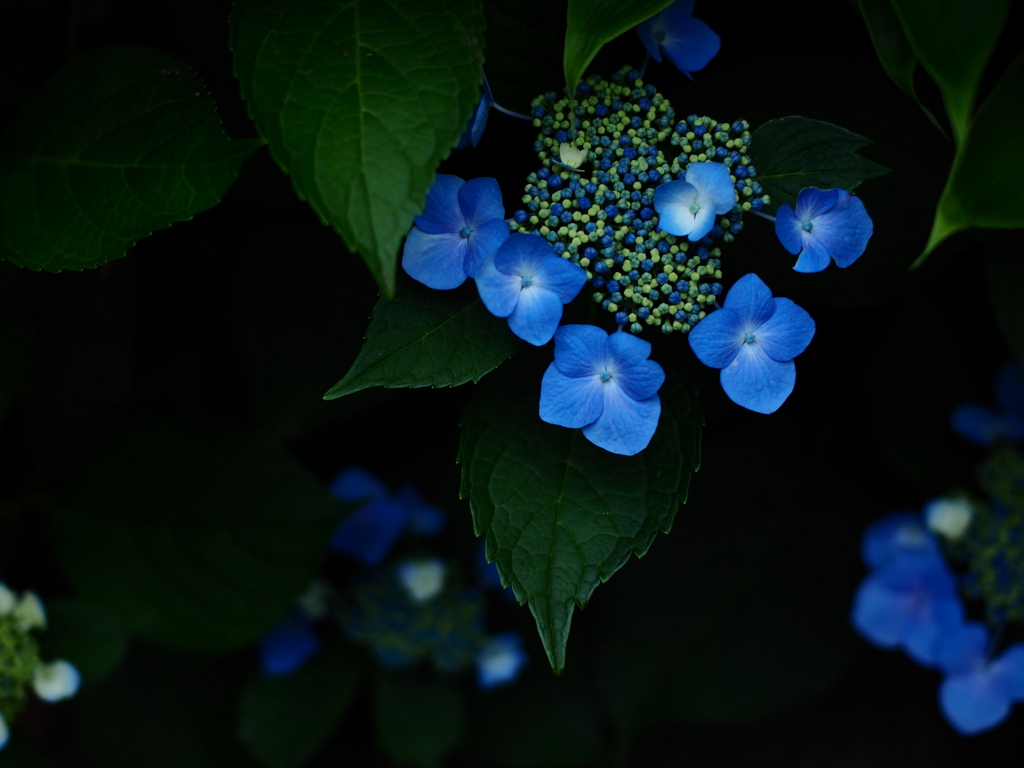 蒼は夜開く
