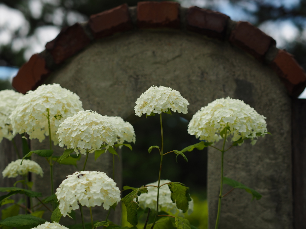 ようこそ！薔薇園へ