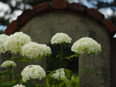 ようこそ！薔薇園へ