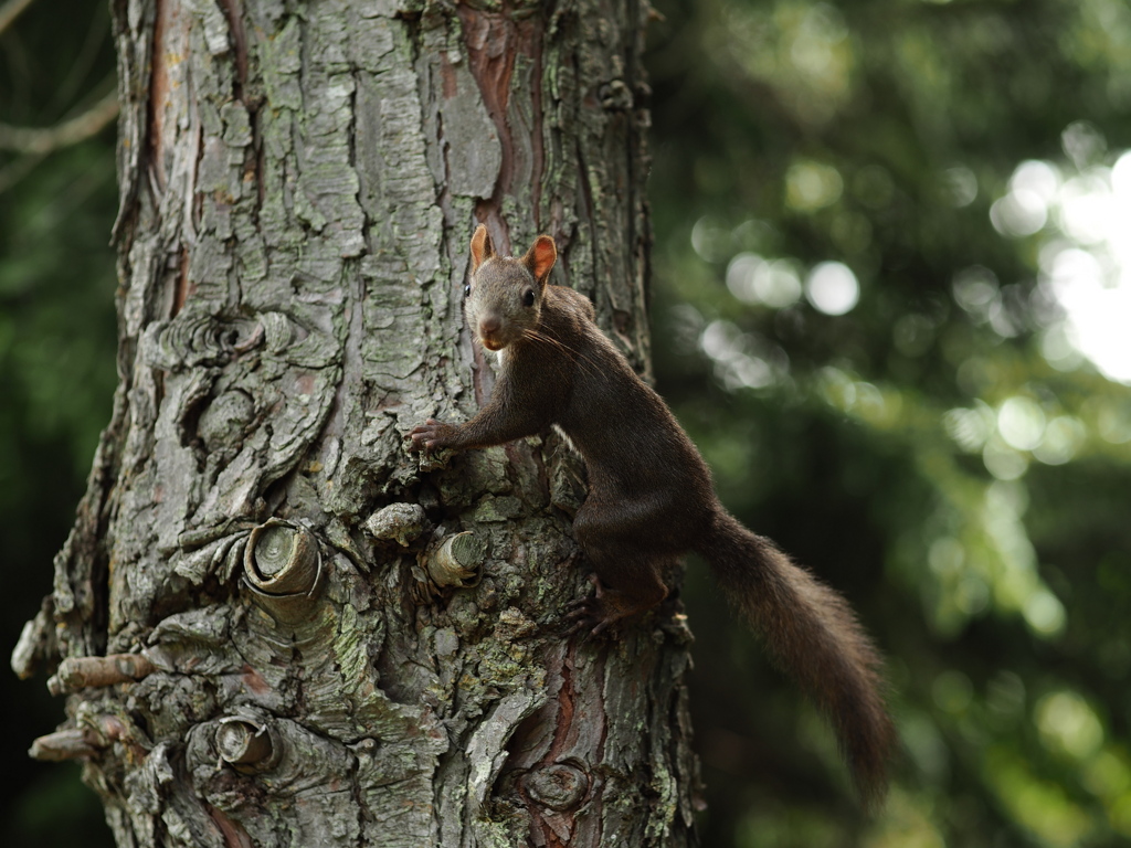 薔薇園の栗鼠