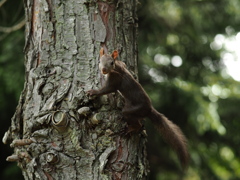 薔薇園の栗鼠