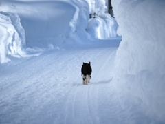 雪猫が往く