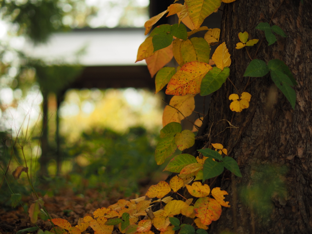 根元の秋