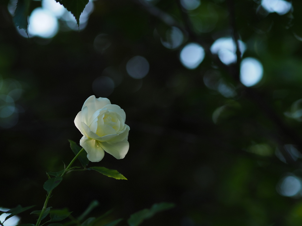木洩れ日の白薔薇