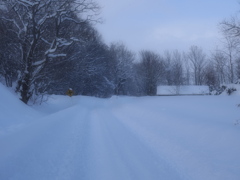 冬の散歩道