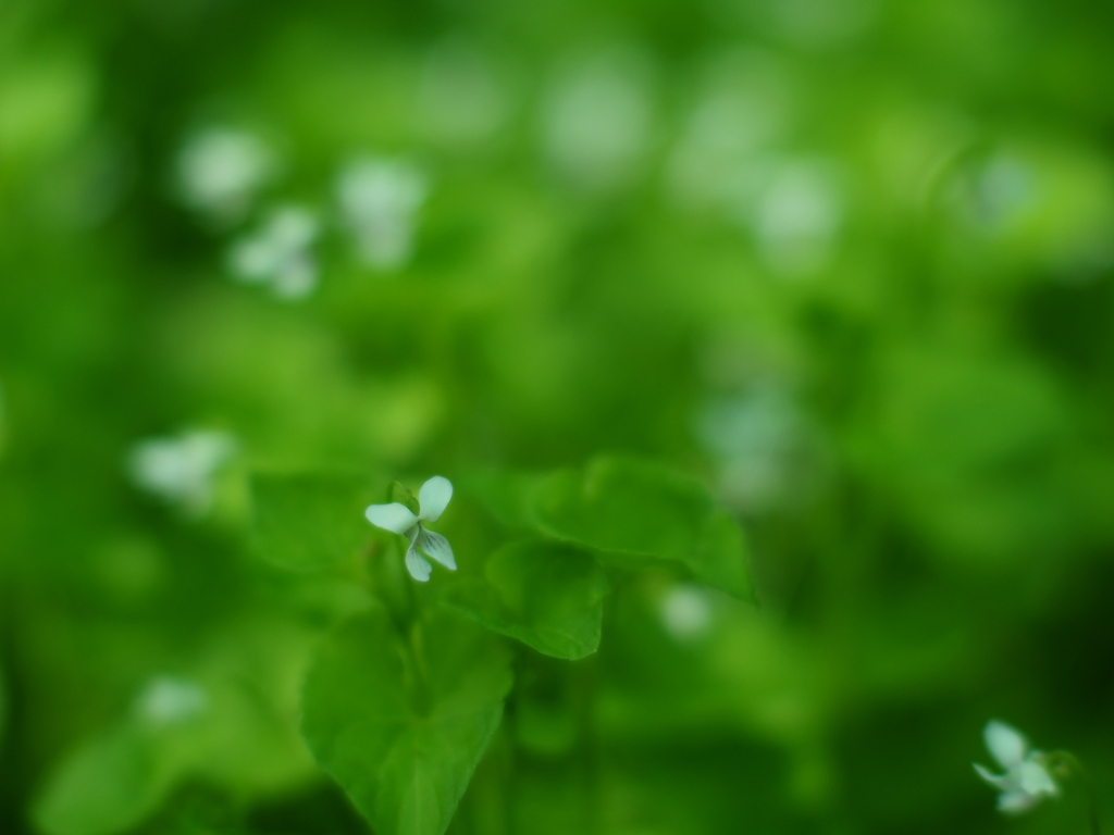 ちいさなすみれ