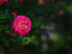 薔薇の園