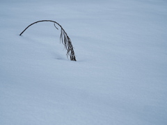 雪に弧を描く