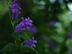 薔薇園でクルクル