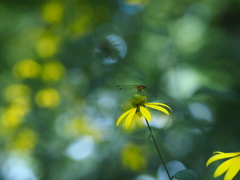 花と蜻蛉