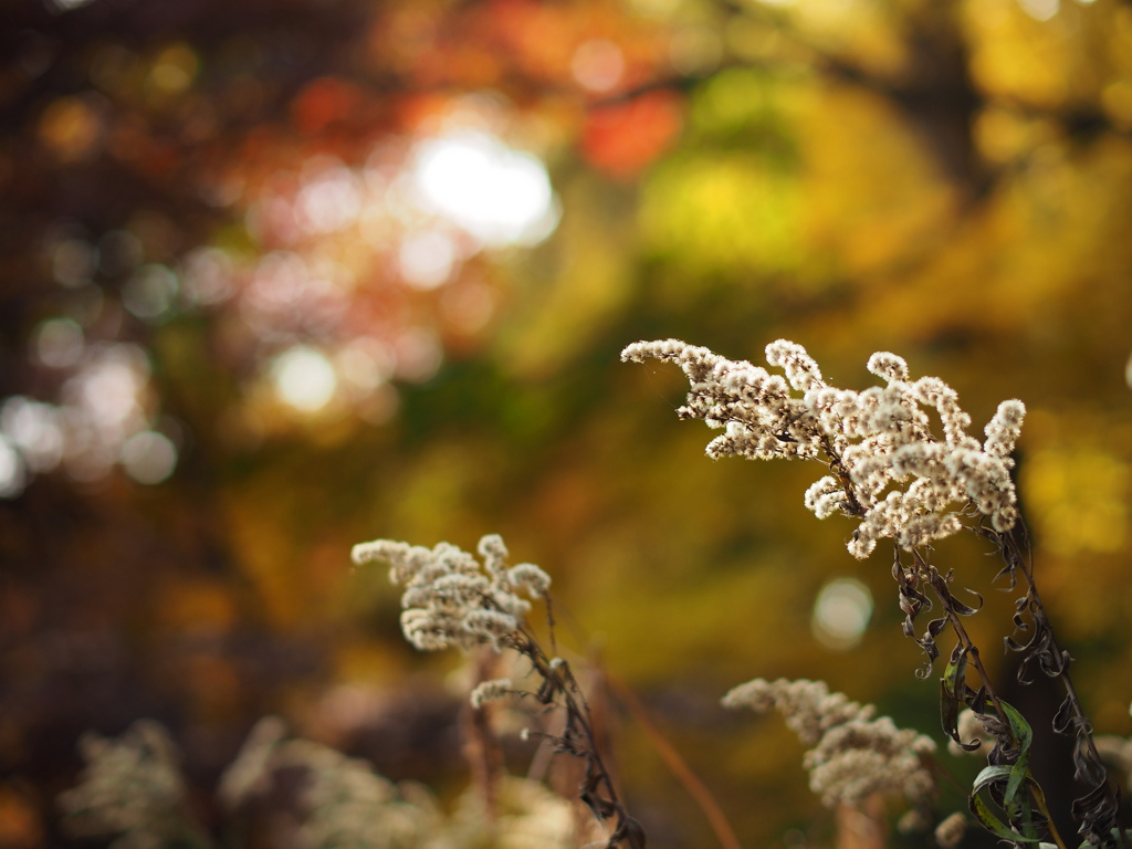 光あるうち光の中を歩め