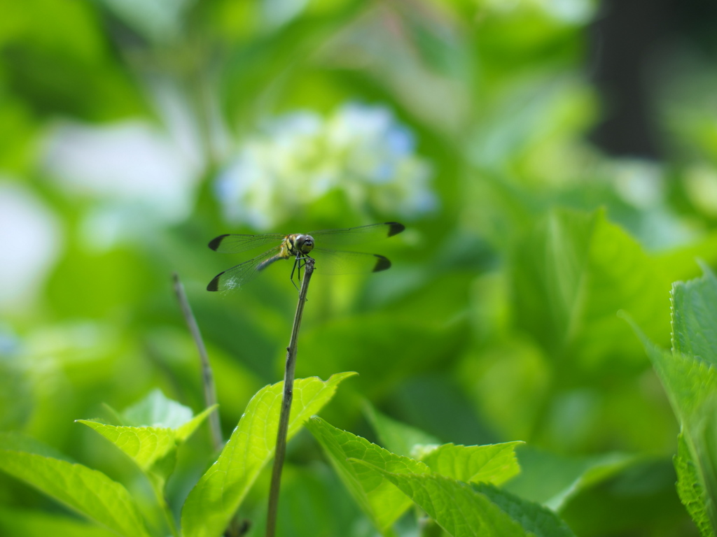 紫陽花蜻蛉