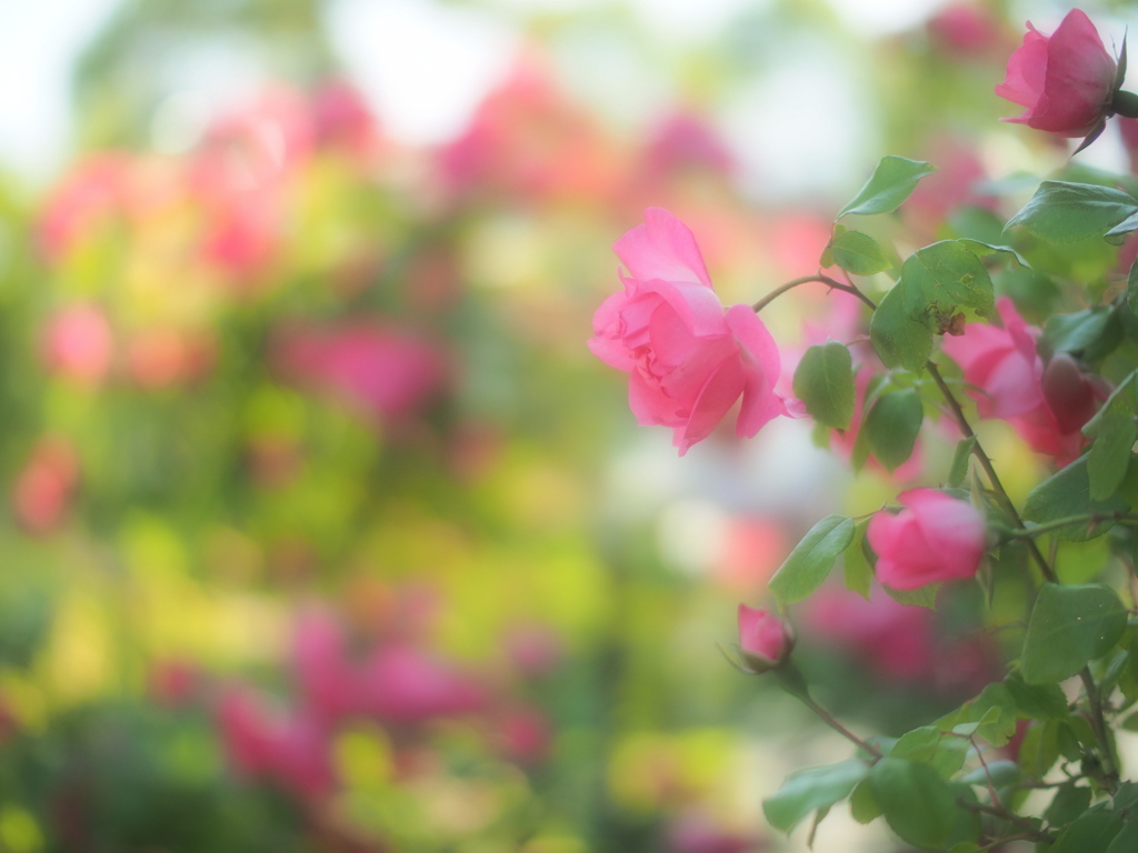 あかるいばら園