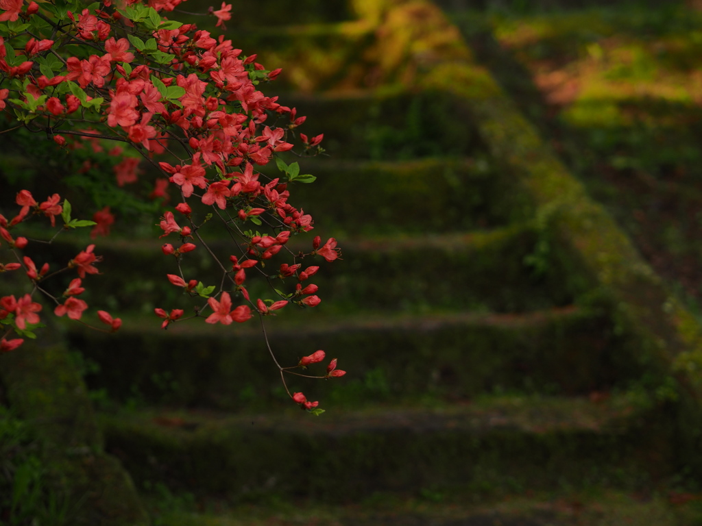 花と石段