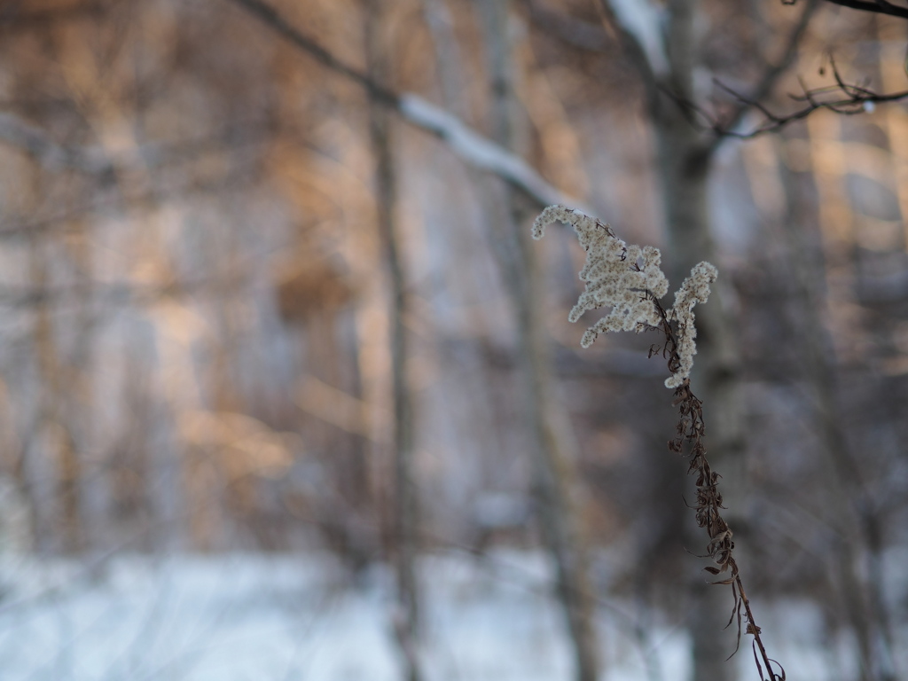 冬木立の花