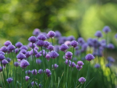 薔薇園の葱坊主