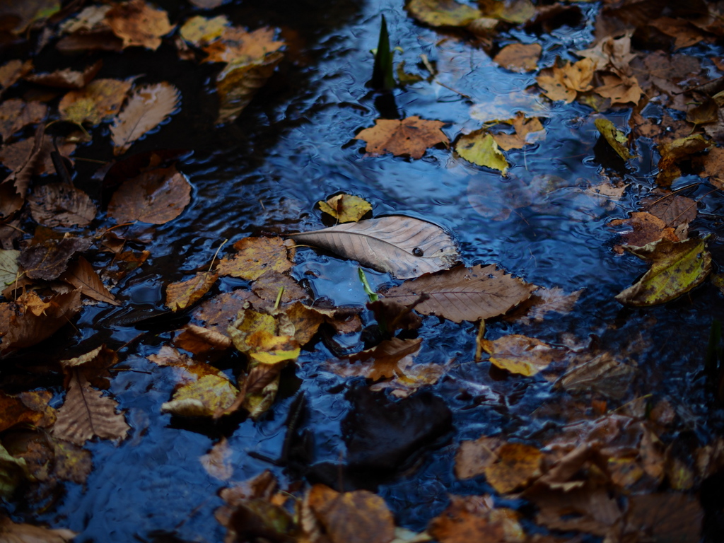 秋は流れる
