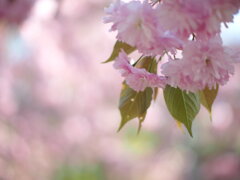 八重桜