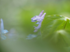 淡い花