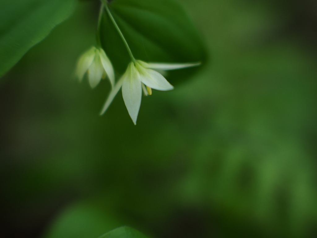 ふたりの稚児