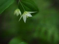 ふたりの稚児