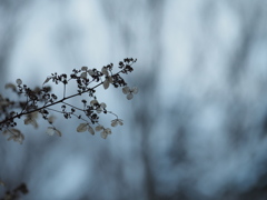 影絵の花