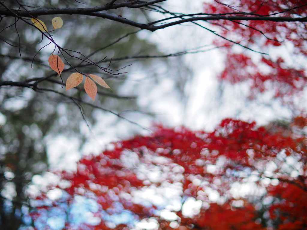透き通っていく世界　終焉