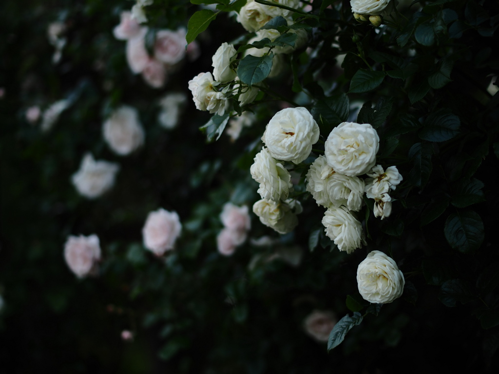 月夜の薔薇