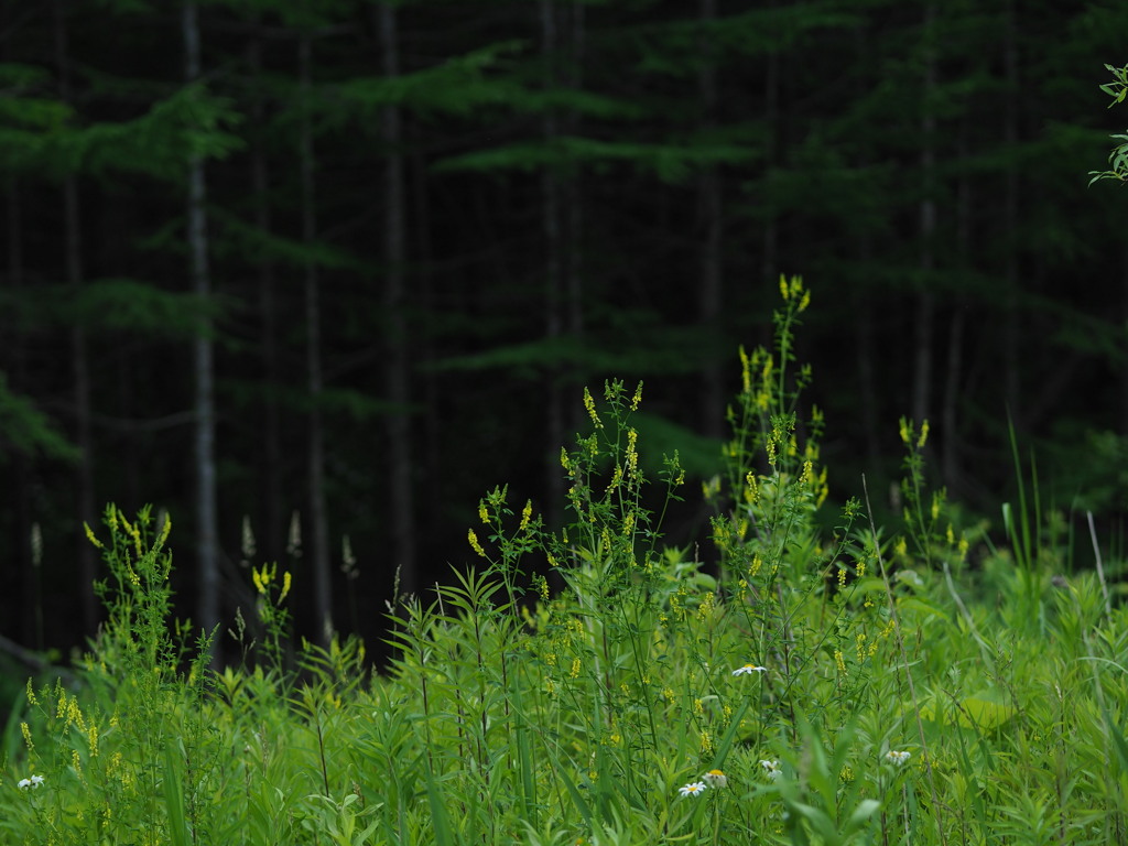 草と森