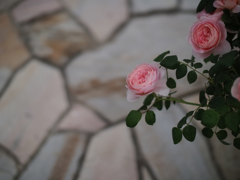 石と薔薇