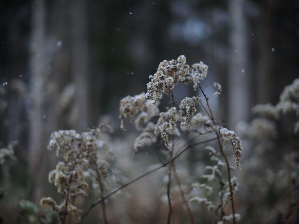 枯野に雪