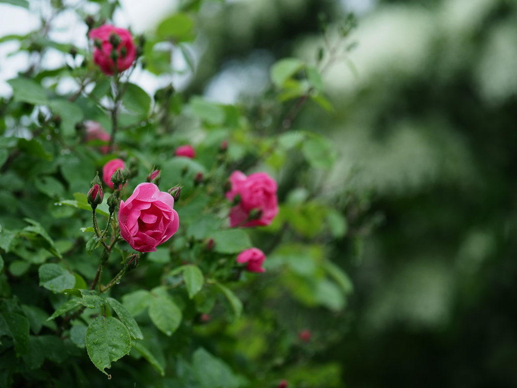 雨の薔薇
