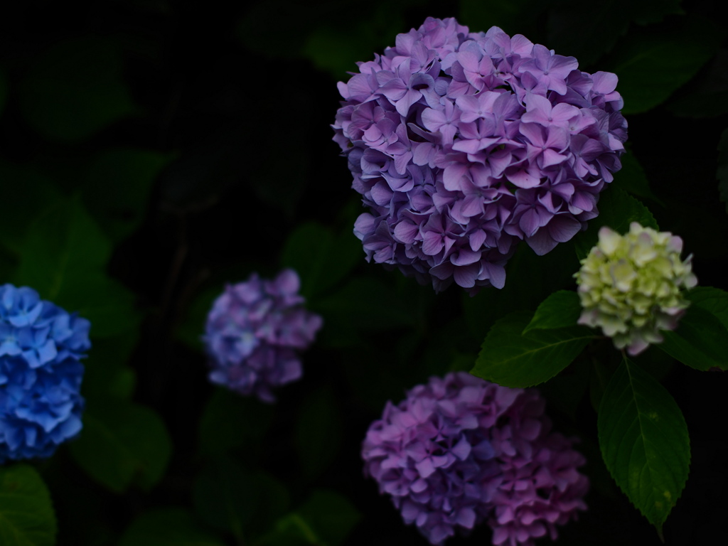 紫陽花の色