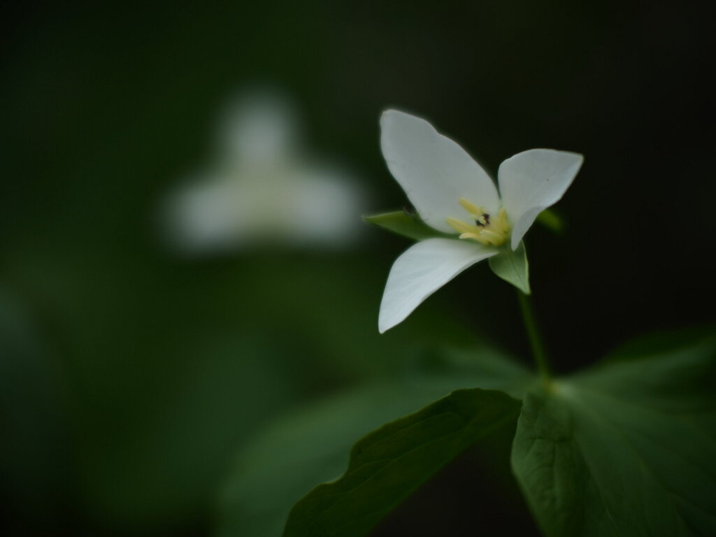 月の様に咲く花