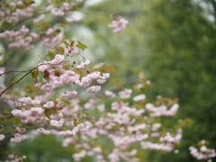 八重桜