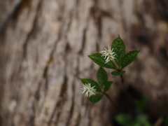 根っこのふたり