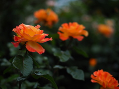 太陽の薔薇