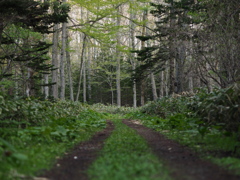 森の散歩道