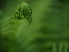 フラクタルの森