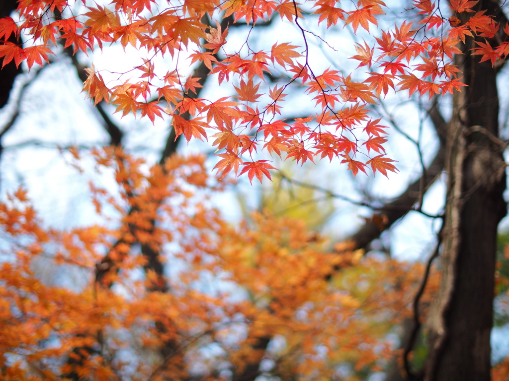忘却の紅葉