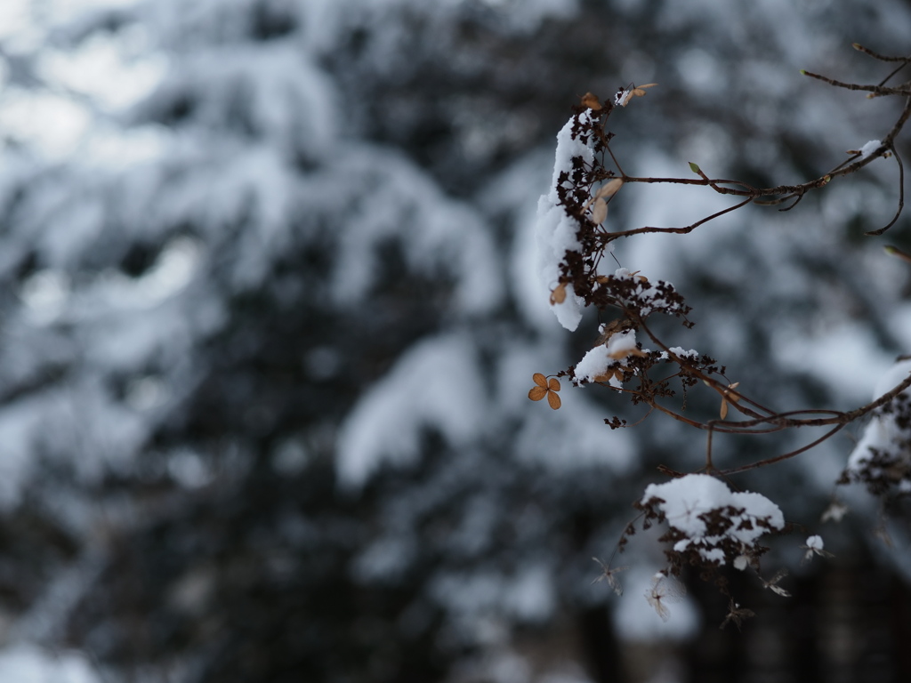 雪中一輪
