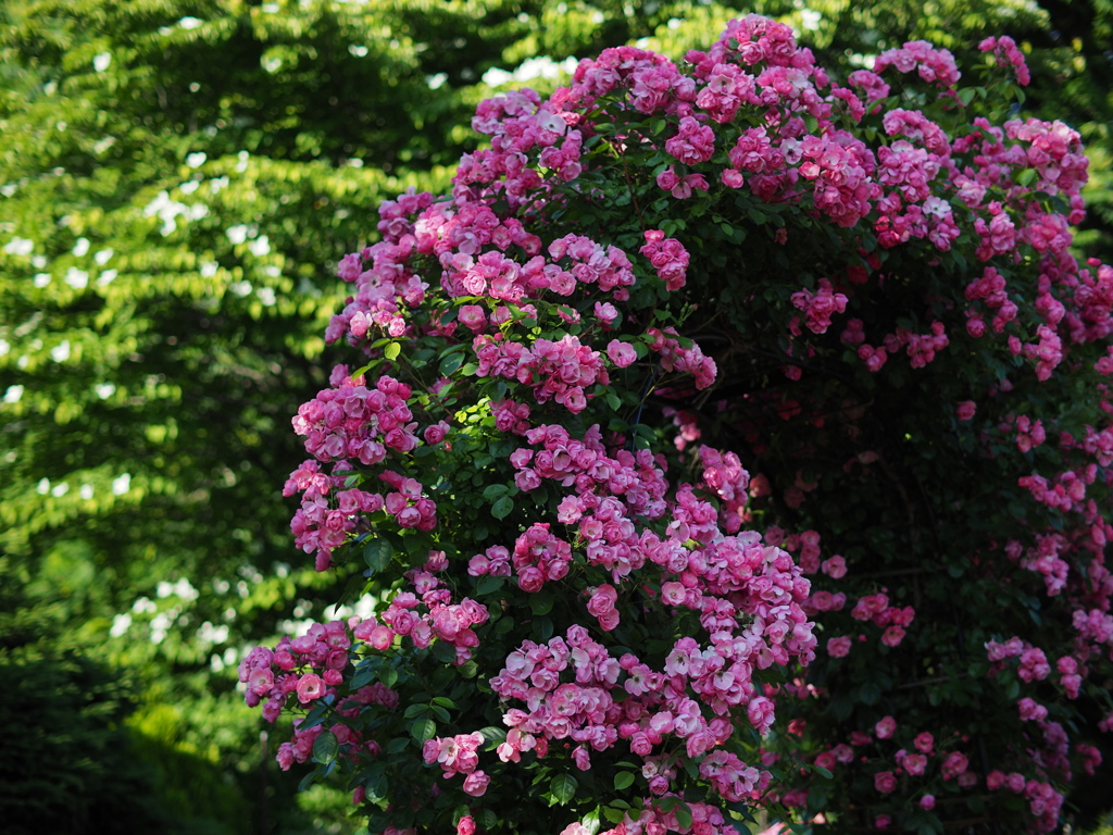薔薇の門