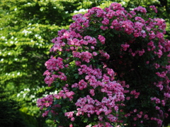 薔薇の門