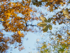 透き通っていく世界