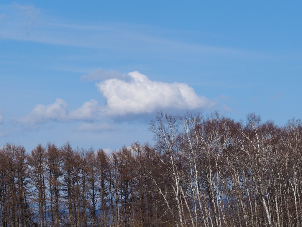 白樺・青空・白い雲。