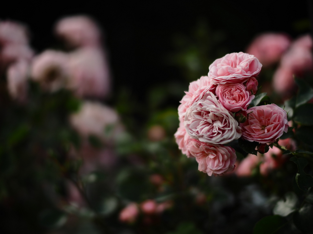 厚別・バラ見本園