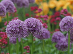 球場の花園