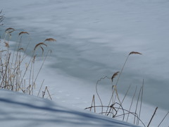 湖面の春