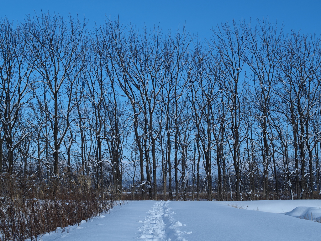 冬の散歩道